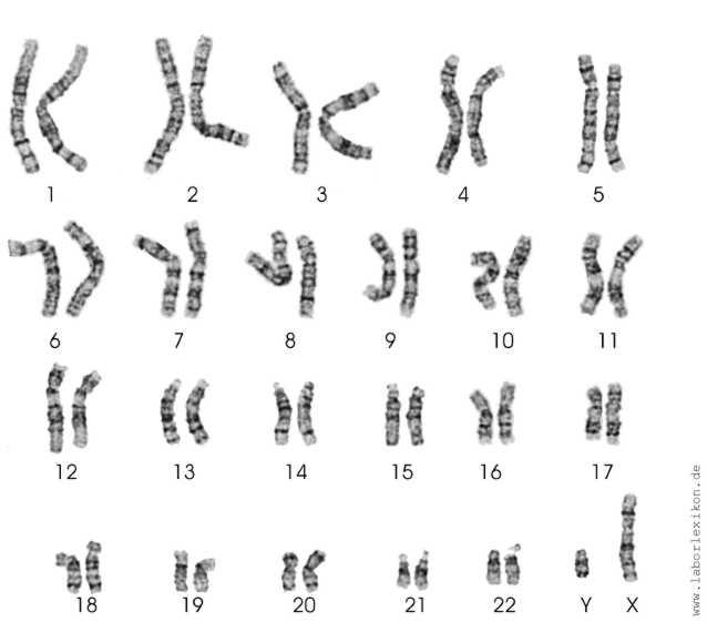 Chromosomen