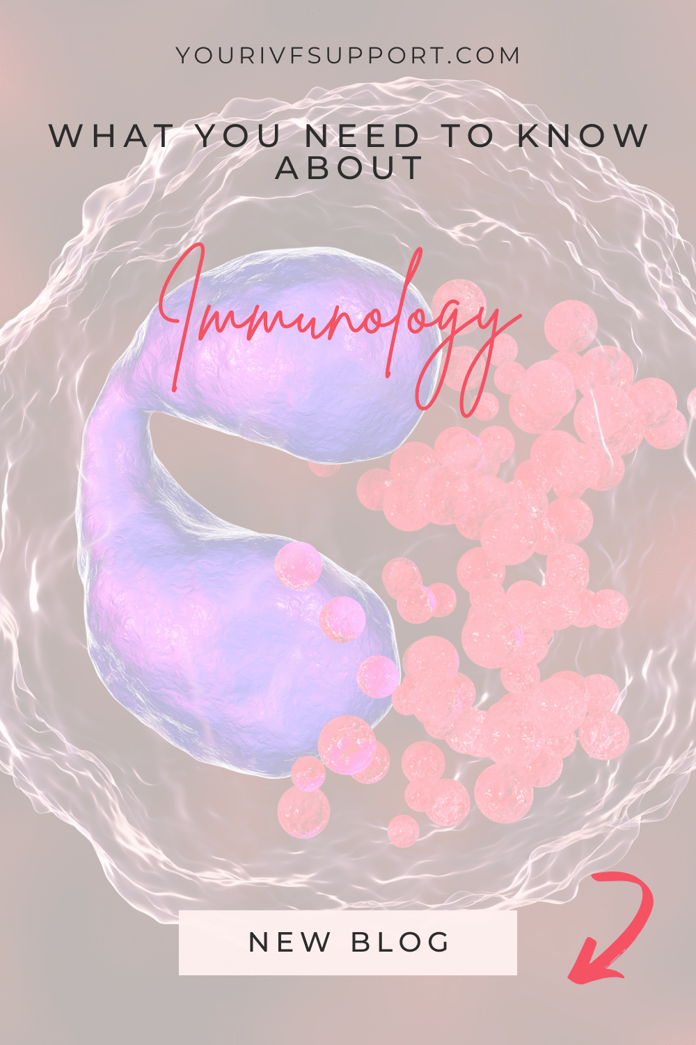 Immunology and Fertility: Understanding the Connection