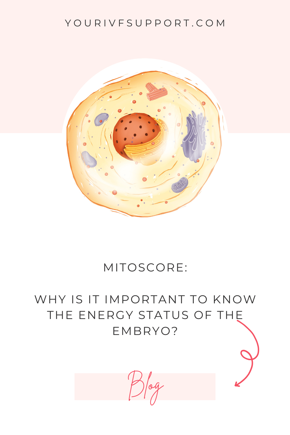 Mitoscore and Embryo Energy Status