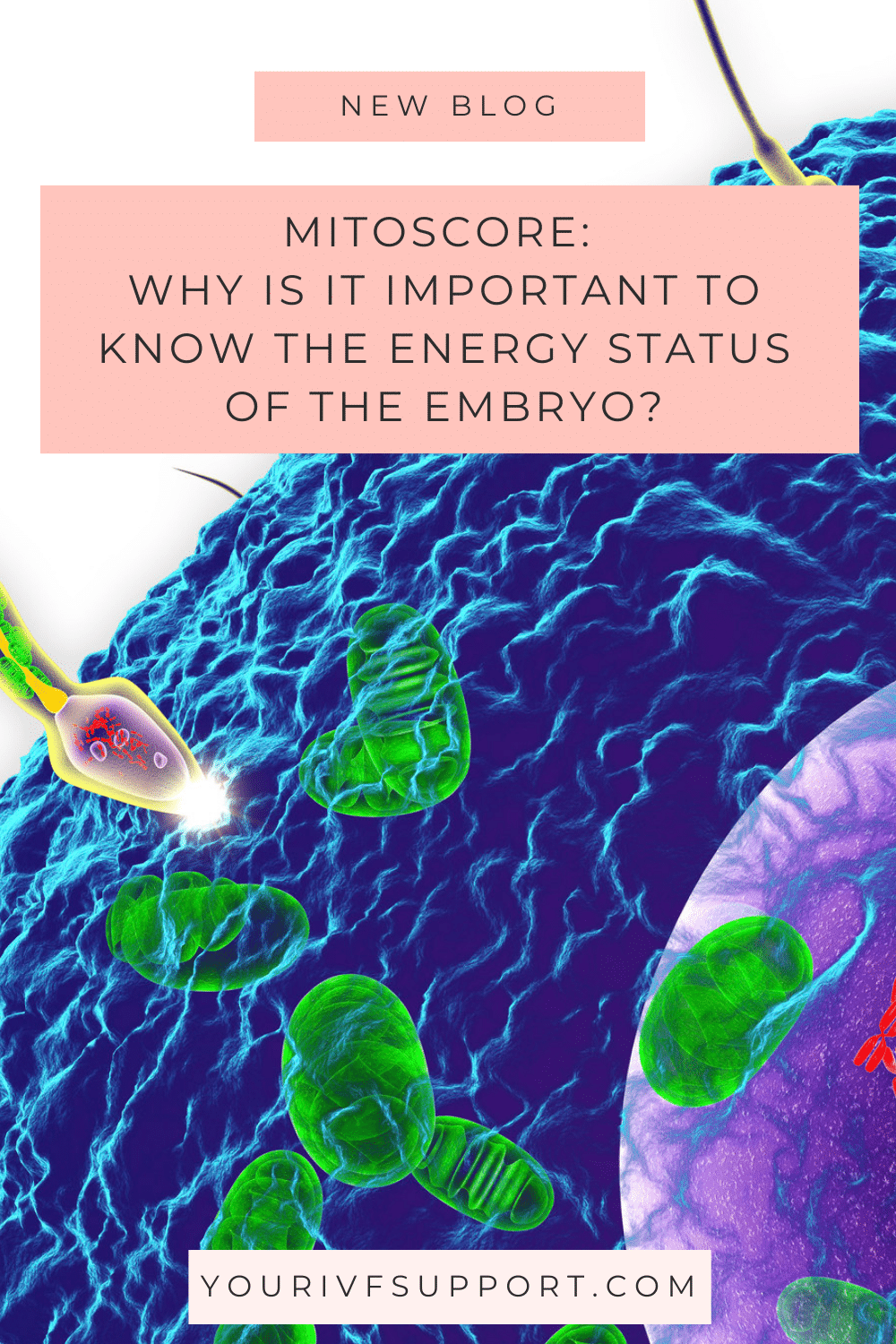 Mitoscore and Embryo Energy Status